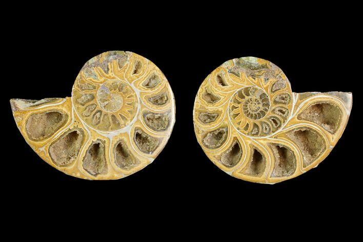 3.3" Cut & Polished Agatized Ammonite Fossil - Jurassic